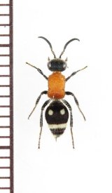 アリバチの一種　Mutillidae species　♀　フィリピン(ミンダナオ島)