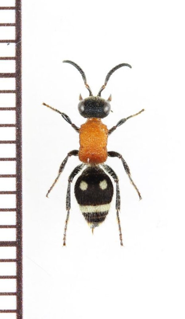 画像1: アリバチの一種　Mutillidae species　♀　フィリピン(ミンダナオ島)