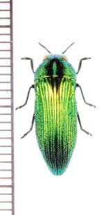 タマムシの一種　Acmaeodera smaragdina saundersi　ボツワナ