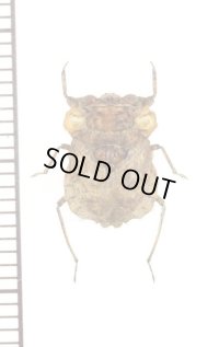 アシブトメミズムシの一種　Nerthra indica　♀　ラオス