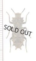 アトコブゴミムシダマシの一種　Noserinus sp.　ペルー