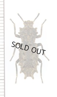 アトコブゴミムシダマシの一種　Noserinus sp.　ペルー