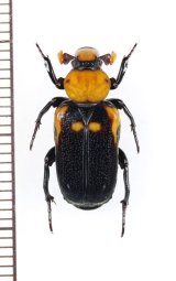 アリノスハナムグリの一種 　Clinterocera discipennis　♂　 ベトナム南中部沿岸部