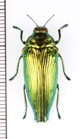 タマムシの一種　Bellamyola mouhoti　♀　ベトナム北中部