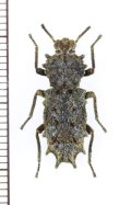 アトコブゴミムシダマシの一種　Noserinus sp.　ペルー