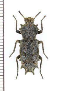 アトコブゴミムシダマシの一種　Noserinus sp.　ペルー