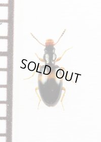 チビキカワムシの一種　Vincenzellus fascipennis　イラン