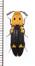 コメツキムシの一種　Elateridae species　ザンビア