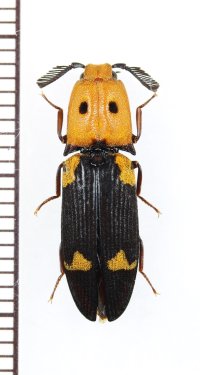 コメツキムシの一種　Elateridae species　ザンビア