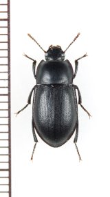 ゴミムシダマシの一種　Mimopeus humeralis　ニュージーランド