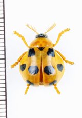 テントウムシ擬態のナガツツハムシの一種　Clytrasoma balyi　インドネシア（ボルネオ島）