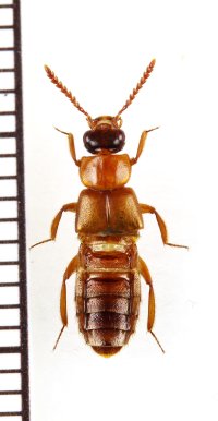 好蟻性ハネカクシの一種　Myrmecophilous Staphylinidae species　タイ