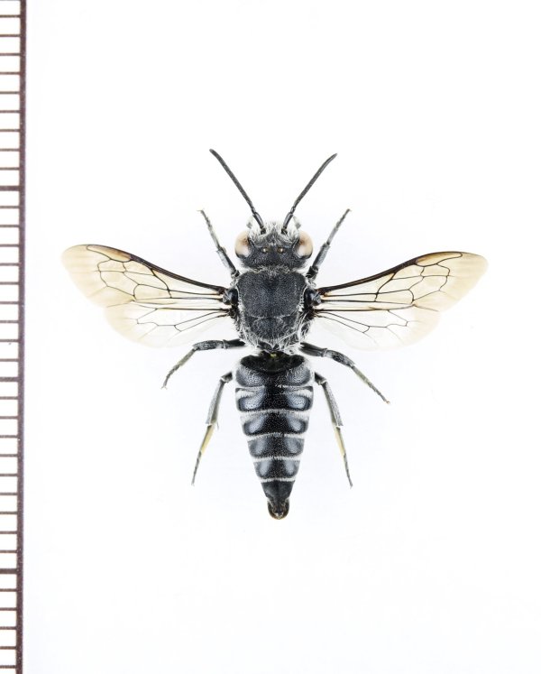 画像1: トガリハナバチの一種　Coelioxys sp.　♂　タイ