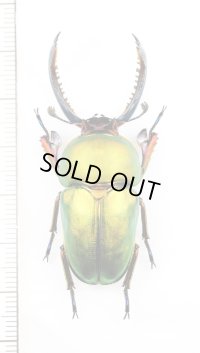 クワガタムシの一種　Lamprima adolphinae　♂51mm　インドネシア(ニューギニア島)