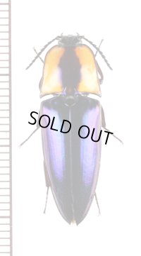 コメツキムシの一種　Campsosternus sp.　♀　 ベトナム南中部沿岸部