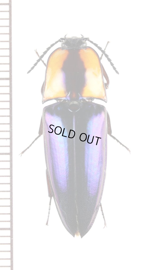 画像1: コメツキムシの一種　Campsosternus sp.　♀　 ベトナム南中部沿岸部