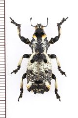 地衣類に擬態したゾウムシの一種　Lithinus sp.　マダガスカル