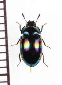 ゴミムシダマシの一種　Tenebrionidae species　♀　ベトナム北東部