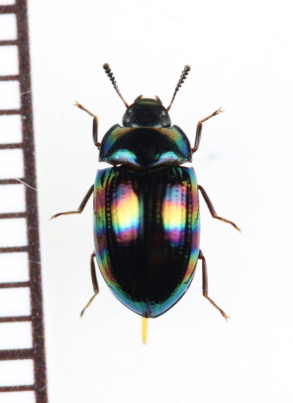 画像1: ゴミムシダマシの一種　Tenebrionidae species　♀　ベトナム北東部