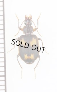 ゴミムシの一種　Thyreopterus sp.　南アフリカ