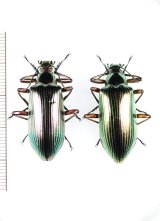 ゴミムシダマシの一種　Falsocamaria sp.　ペア　ベトナム中部