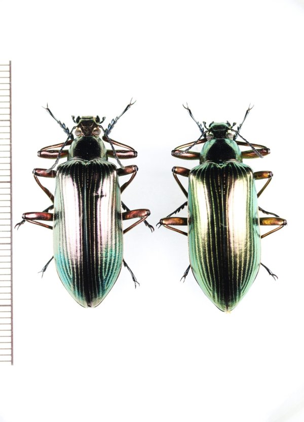 画像1: ゴミムシダマシの一種　Falsocamaria sp.　ペア　ベトナム中部