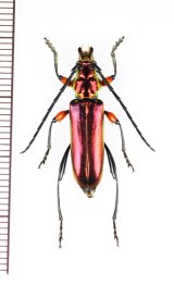 カミキリムシの一種　Hypatium splendidum　♀　タンザニア