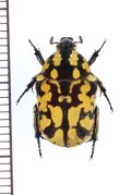 チャマダラハナムグリ　♀　フィリピン(ミンダナオ島)