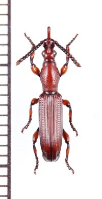 好蟻性オニミツギリゾウムシの一種　Eremoxenini species　♀　南アフリカ