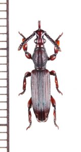 好蟻性オニミツギリゾウムシの一種　Eremoxenini species　♀　南アフリカ