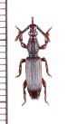 画像1: 好蟻性オニミツギリゾウムシの一種　Eremoxenini species　♀　南アフリカ (1)