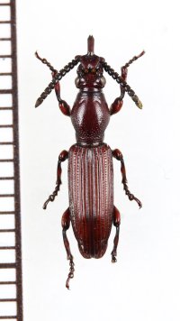 好蟻性オニミツギリゾウムシの一種　Eremoxenini species　♀　南アフリカ