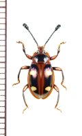 テントウムシダマシの一種　Eumorphus sp.　♂　インドネシア（ジャワ島）