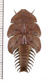 三葉虫型ベニボタルの一種　♀　Platerodrilus sp.　インドネシア(ボルネオ島)