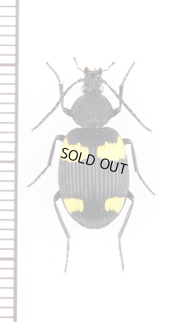 画像1: マルガタオオヨツボシゴミムシ　♀　石垣島