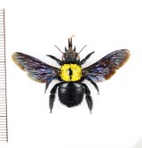 クマバチの一種　Xylocopa sp.　♀　ペルー