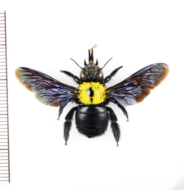 画像1: クマバチの一種　Xylocopa sp.　♀　ペルー