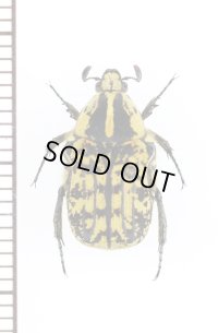 ハナムグリの一種　Corvicoana sp.　ペルー