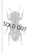 アトコブゴミムシダマシの一種　Zopheridae species　ペルー
