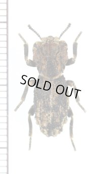 アトコブゴミムシダマシの一種　Zopheridae species　ペルー