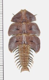 三葉虫型ベニボタルの一種　♀　Platerodrilus sp.　インドネシア(ボルネオ島)