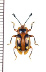 テントウムシダマシの一種　Eumorphus sp.　♀　インドネシア（ジャワ島）