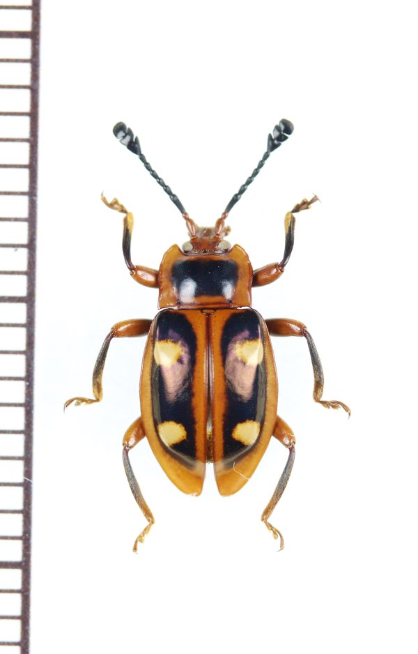 画像1: テントウムシダマシの一種　Eumorphus sp.　♀　インドネシア（ジャワ島）