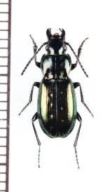 ゴミムシの一種　Pterostichus jurinei heydeni　ウクライナ