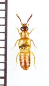 ハネカクシの一種　Staphylinidae species　ジンバブエ