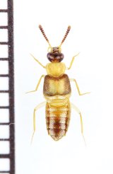 ハネカクシの一種　Staphylinidae species　ジンバブエ