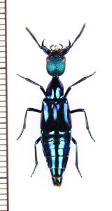 ハネカクシの一種　Plochionocerus fulgens　ペルー