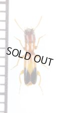 カッコウムシの一種　Cleridae species　エチオピア