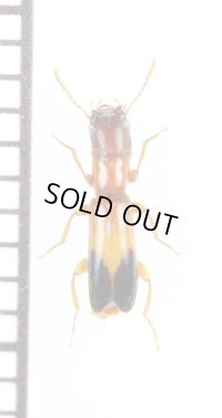 カッコウムシの一種　Cleridae species　エチオピア