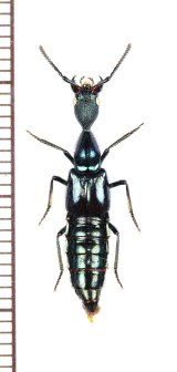 ハネカクシの一種　Plochionocerus sp.　ペルー